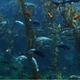 Aquarium Fish Tank (Screenshot: YouTube)